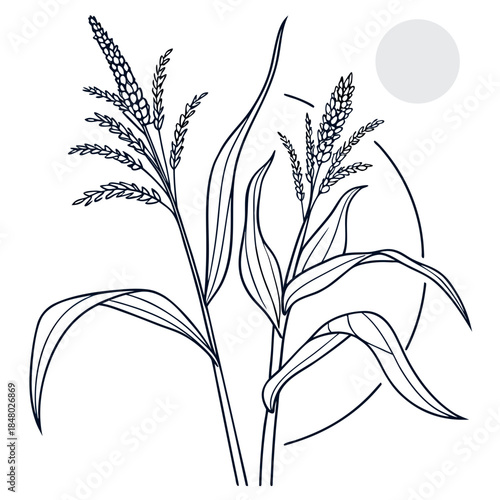 Illustration of wheat plants