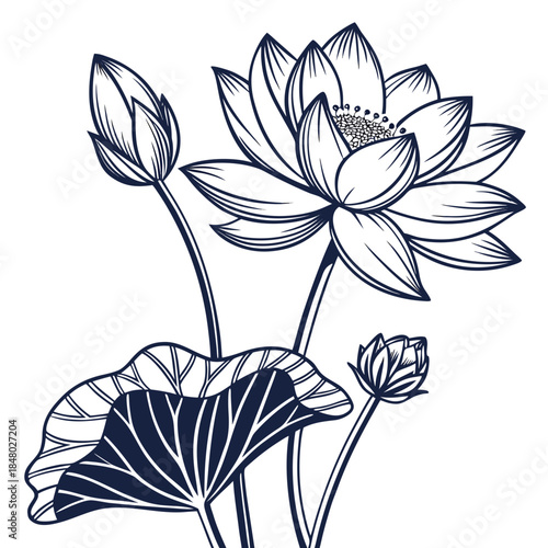Elegant lotus flower illustration