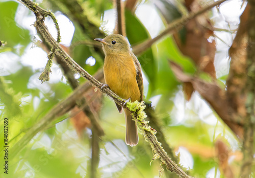 Yellow Bird in Foliage