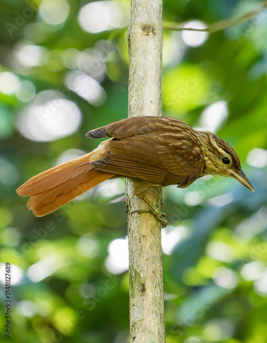 A treehunter bird on a tree