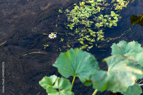A small white flower is floating in a pond