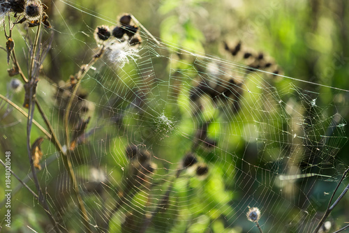 cobwebs on bushes on a summer day, illuminated by the sun