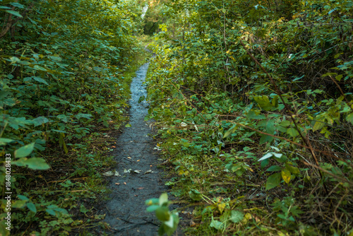 a path for people among the trees, foliage on both sides of the path