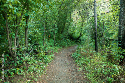 a forest path between the branches of trees