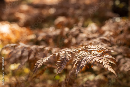A close up of a leafy plant with a brownish hue