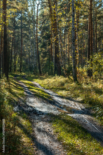 A dirt road in a forest with a lot of trees