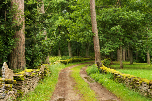 Peaceful forest path with moss-covered stone walls around