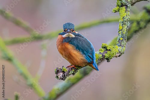 Direct look Kingfisher