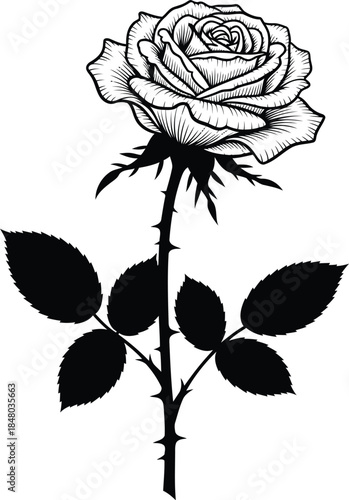 Beautiful black and white rose illustration