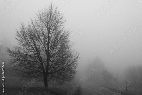 Tree in the fog, fields, fog, black and white, mystical, autumn, winter, tree, foggy morning, road in fog, misty morning in the forest