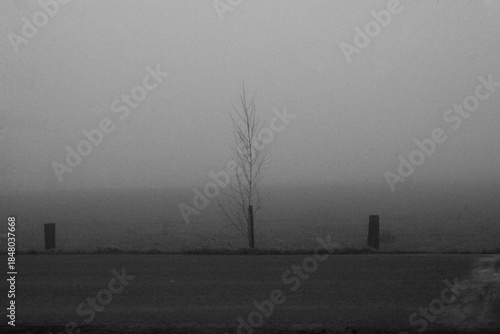 Tree in the fog, fields, fog, black and white, mystical, autumn, winter, tree, foggy morning