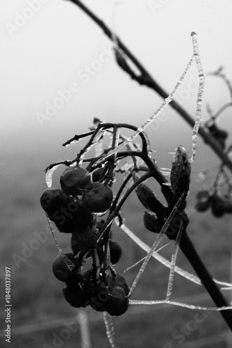 Brunches of a tree, ice, frozen tree, cold, snow, black and white, branch, snow covered branches