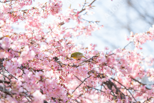 満開の河津桜とその蜜を吸いにやってきたメジロ