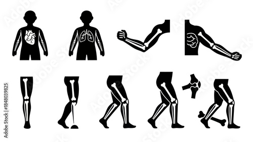 Human anatomy illustrations skeletal system and internal organs depiction