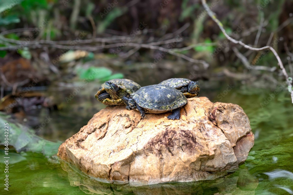 Fototapeta premium A Red-Eared Slider Turtle on a Muddy River Bank. Trachemys scripta elegans 