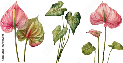 anthurium flower watercolor illustration in boho style hand drawn floral