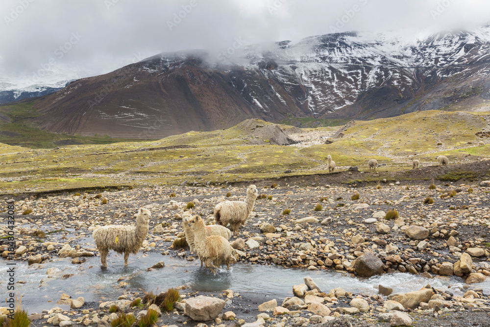 Obraz premium Alpaca