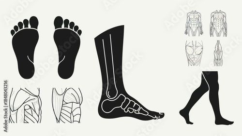 Human anatomy illustrations foot leg and muscular system diagrams