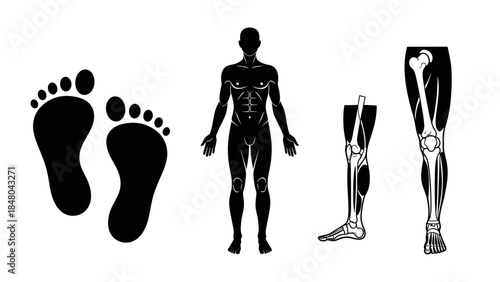 Human anatomy illustrations footprints body silhouette leg bones and muscles