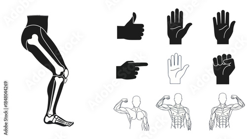 Human anatomy illustrations leg hands and muscular system depictions