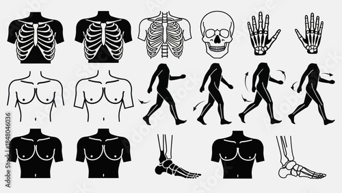Human anatomy illustrations skeletal structure and body movement in vector format