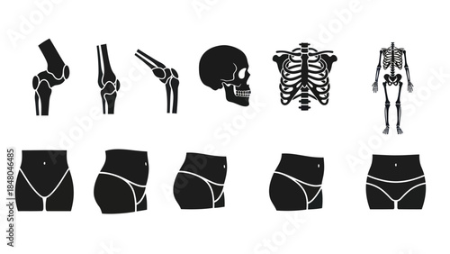 Human anatomy illustrations skeletal structure and body parts in silhouette