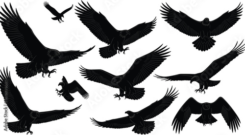 Eagle Silhouettes Set, Flying Bird Poses, Raptor Vector Collection, Bald Eagle Wingspan, Predatory Bird Outlines, CAD Drawing, Flat Vector Illustration.