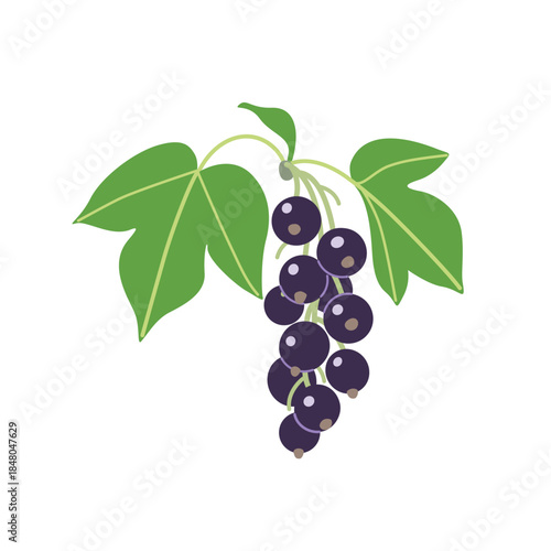 Bunch of Blackcurrant with Berries and Leaves
