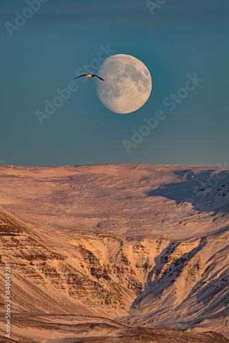 Moon over snowy mountain in Iceland and a seagull