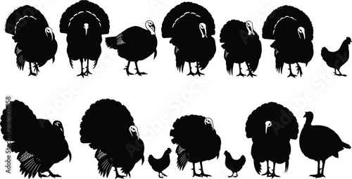 Turkey And Chicken Silhouette Set, Farm Bird Poses, Poultry Vector Collection, Thanksgiving Livestock Outlines, CAD Drawing, Flat Vector Illustration, Elements.