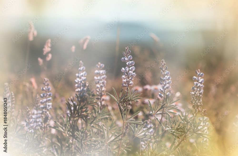 Fototapeta premium Sunny meadow