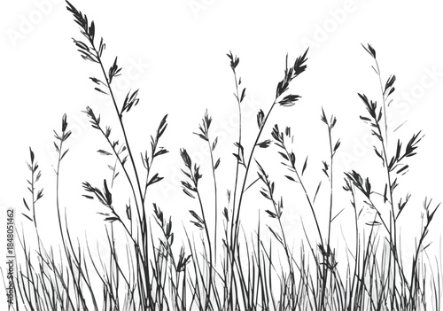 Grass silhouette isolated line doodle. Outline grassland or meadow sketch, simple field design. Black grass brush stroke hand drawn texture for garden pattern or lawn. 