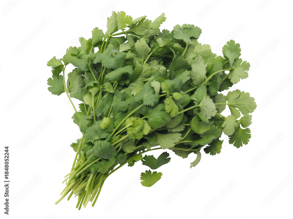 Fototapeta premium Fresh cilantro bunch fresh herbs green leaves isolated on a transparent background