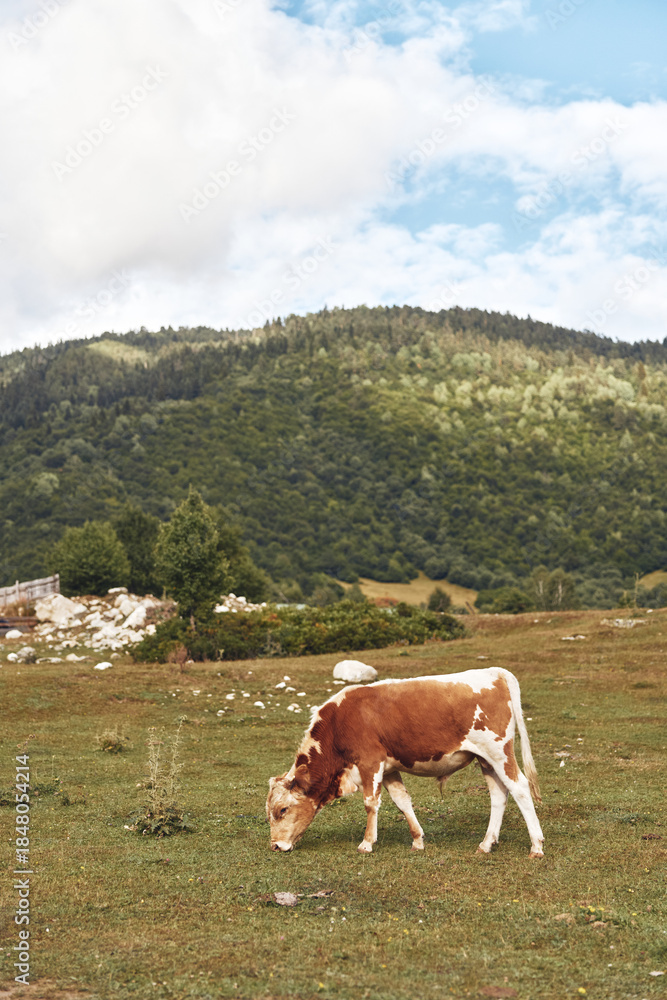 Fototapeta premium A calm cow grazes in a wide open pasture with rolling hills and a bright blue sky, creating a peaceful rural landscape full of natural charm