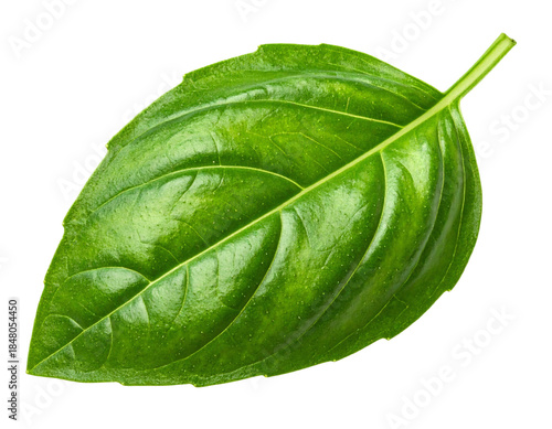 Fresh Green Basil Leaf Isolated.