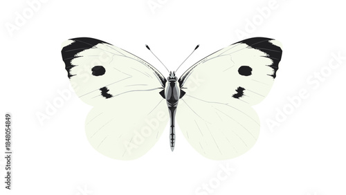 Delicate white butterfly with black markings gracefully displays its wings, showcasing nature's intricate beauty and symmetrical patterns.