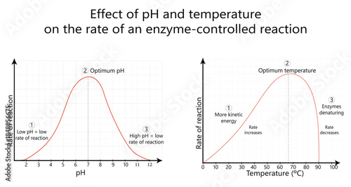 Educational charts showing effect of pH and temperature on rate of enzyme-controlled reactions