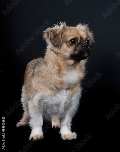 Konstfotografi Tibetan spaniel in studio