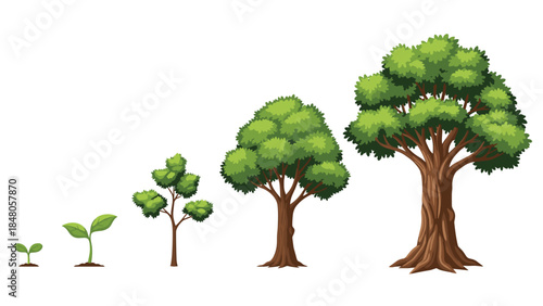 Illustration depicting the progressive stages of tree growth from seedling to mature tree, showcasing natural development.