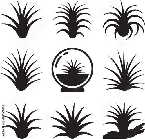 Air plant icons, tillandsia set, glass terrarium, succulent plants, botanical decoration