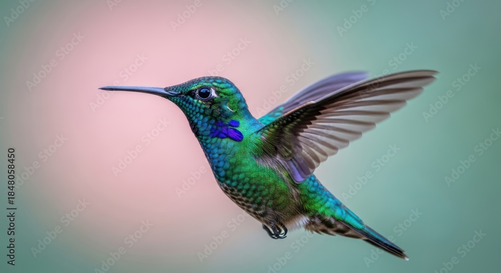 Fototapeta premium Emerald Green Hummingbird in Flight with Iridescent Plumage Detail