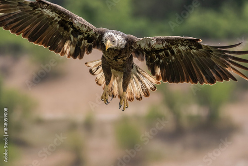 A juvenile Bald Eagle, wings spread widely, prepares for landing.