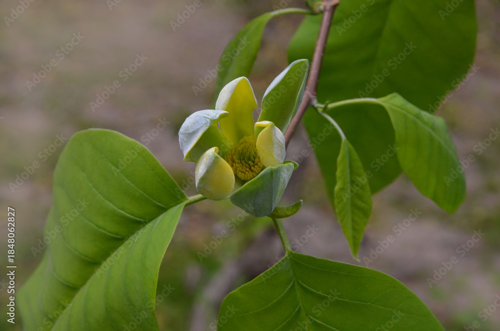 Obraz premium Сucumber-tree (yellow Magnolia acuminata) blooming flower. Closeup, top view blooming branch .Gardening, planting cucumber magnolia tree concept. Free copy space.