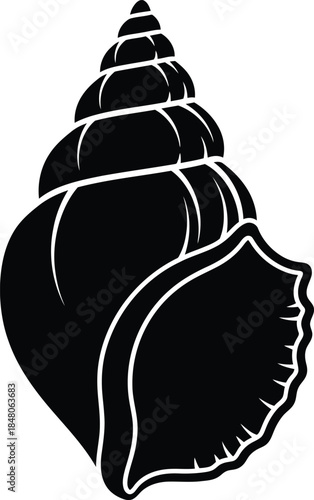 Black and white seashell