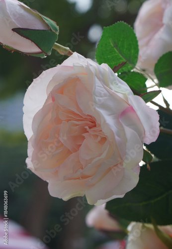 closeup pink and cream and white blooming roses and pink buds in the rose garden on nature background, love, valentine, decor, copy space
