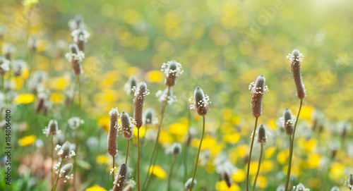Plantago Seed Heads in a Sunlit Field