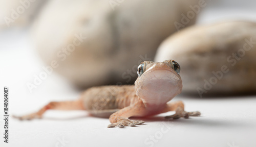Young Gecko with Big Eyes