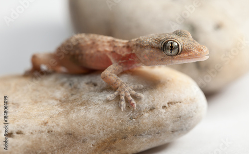 Gecko Resting on Smooth Stones