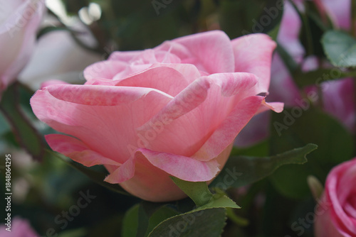 side view beautiful big pink flower in the garden background, nature, love, valentine, decor, fashion, copy space