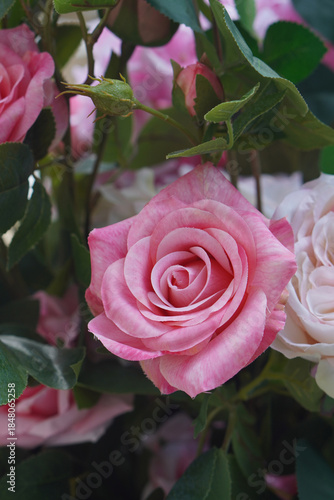 top view pink and red blooming roses and rose flowers background, love, valentine, decor, object, decoration, copy space